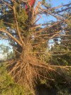 IMG_0342.jpeg