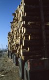 scan273.jpg