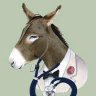 donkey doctor